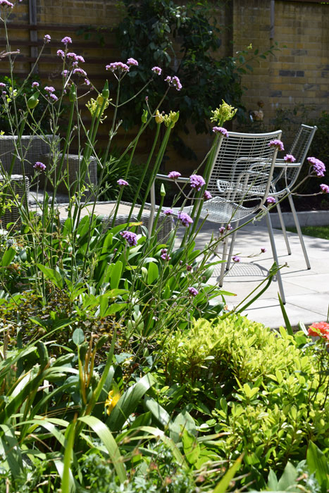 Verbena bonariensis and Agapanthus